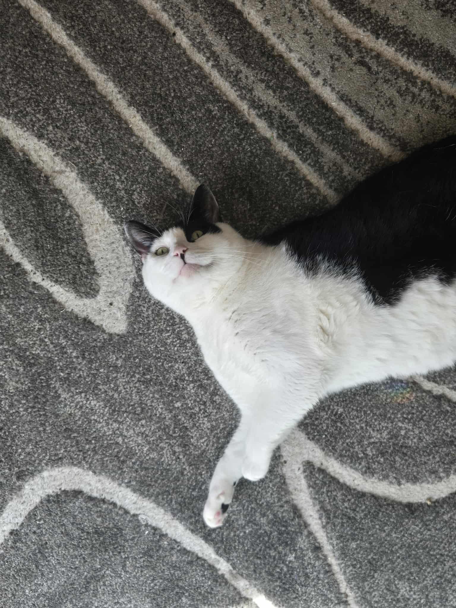 Enlarge Moo, an adoptable Tuxedo in Winnipeg, MB image 2/5