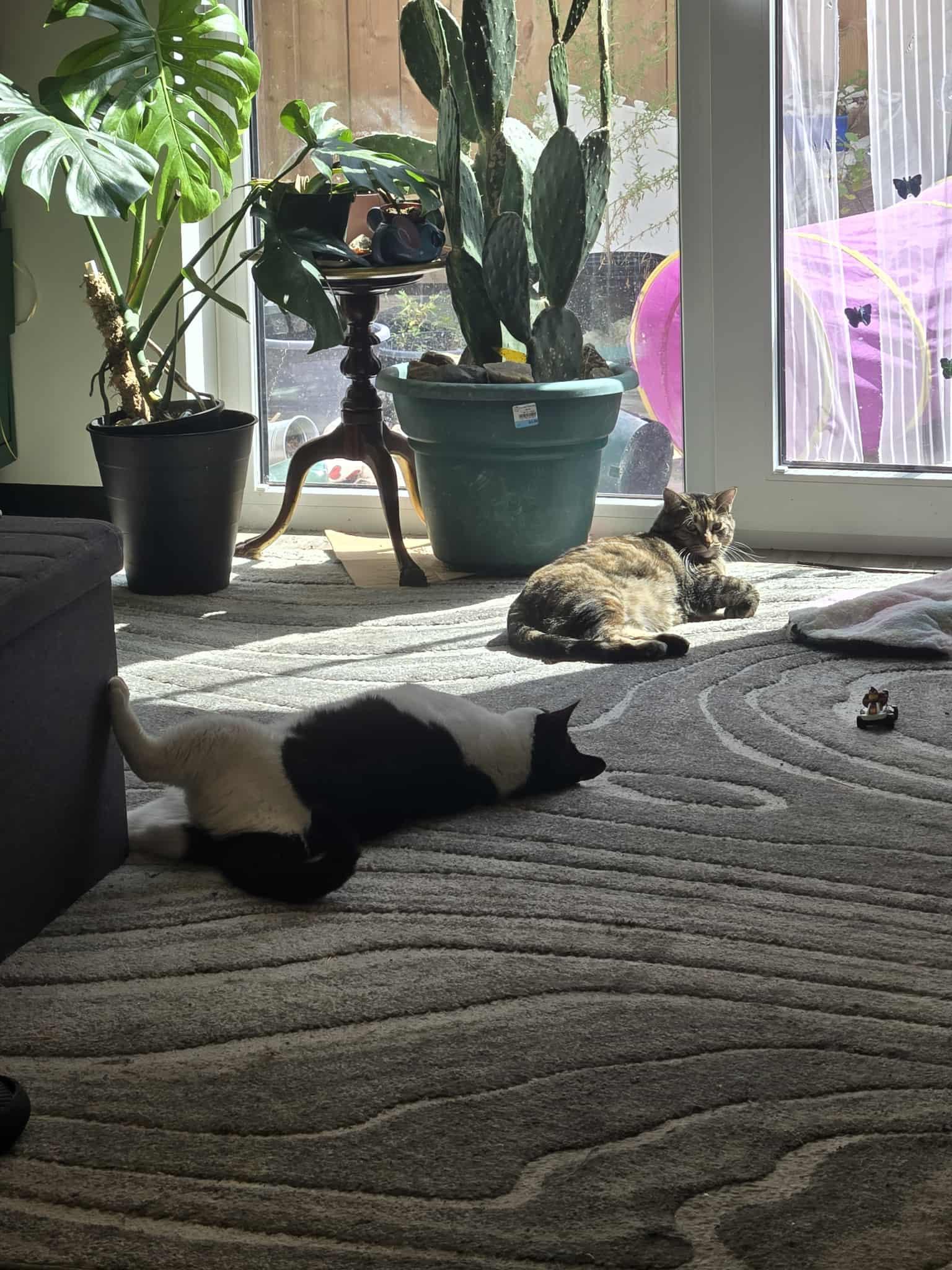 Moo, an adoptable Tuxedo in Winnipeg, MB, R2W 2B3 | Photo Image 3