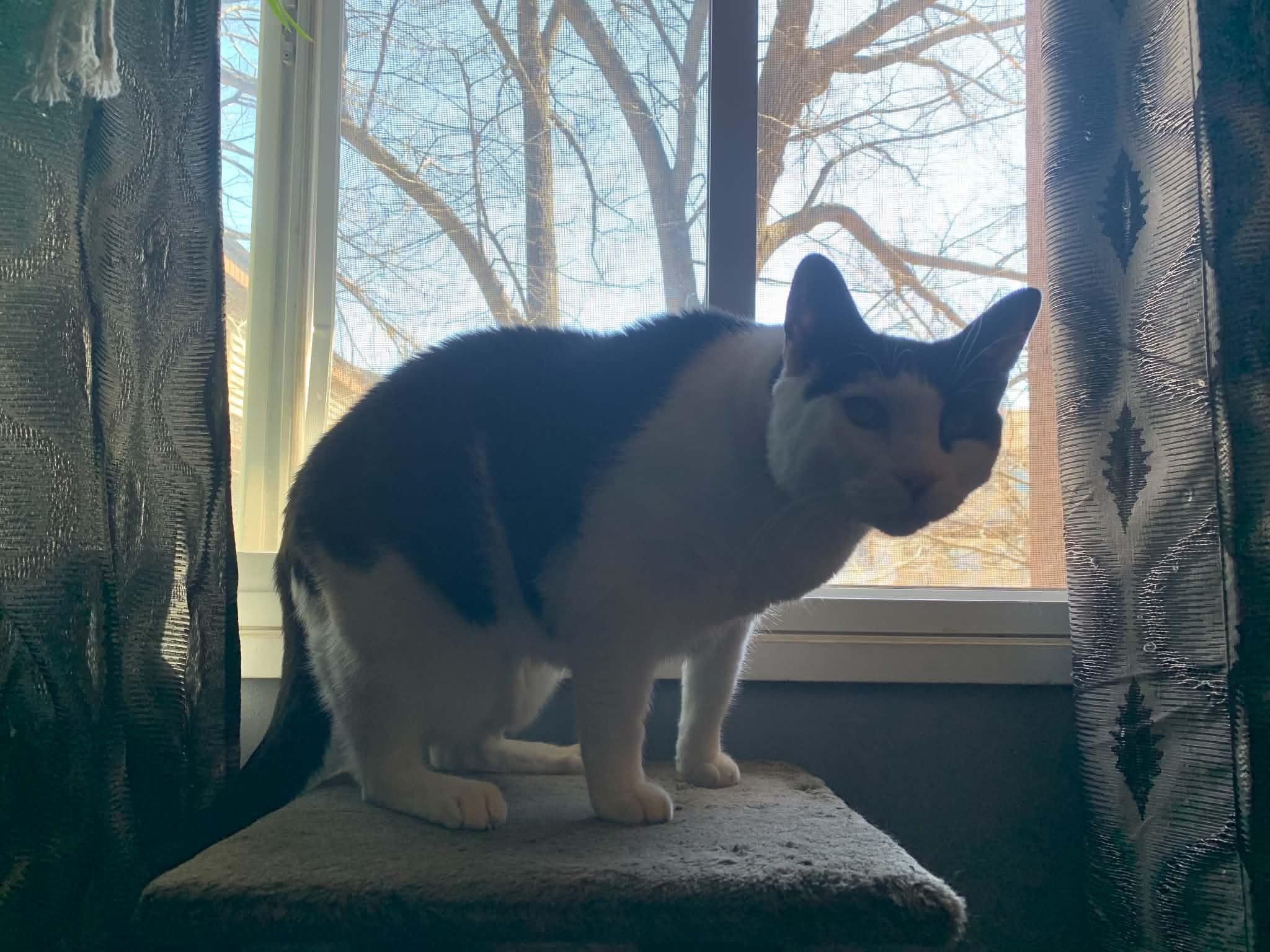 Moo, an adoptable Tuxedo in Winnipeg, MB image 2/4