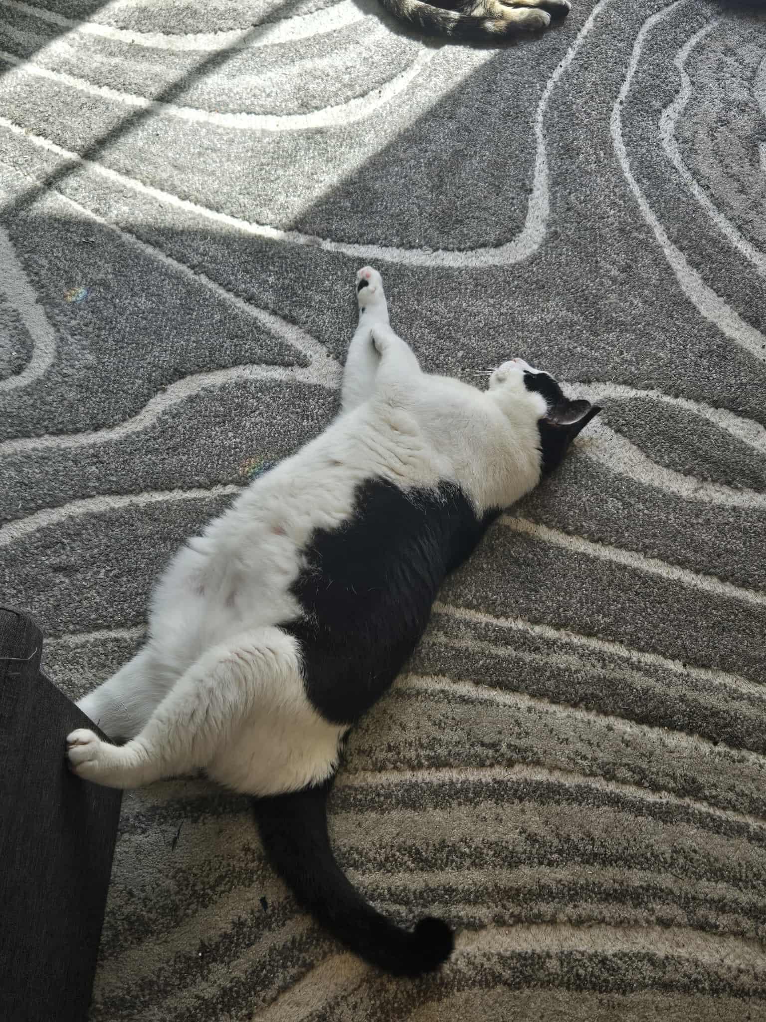 Moo, an adoptable Tuxedo in Winnipeg, MB, R2W 2B3 | Photo Image 4