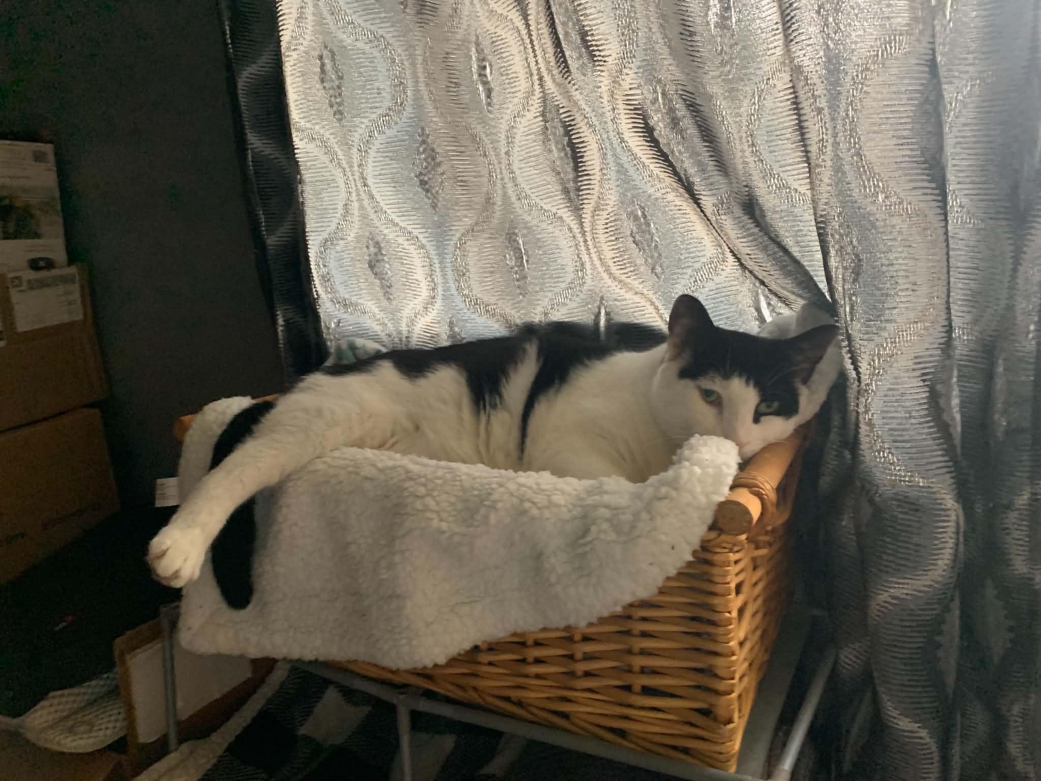 Moo, an adoptable Tuxedo in Winnipeg, MB image 3/4