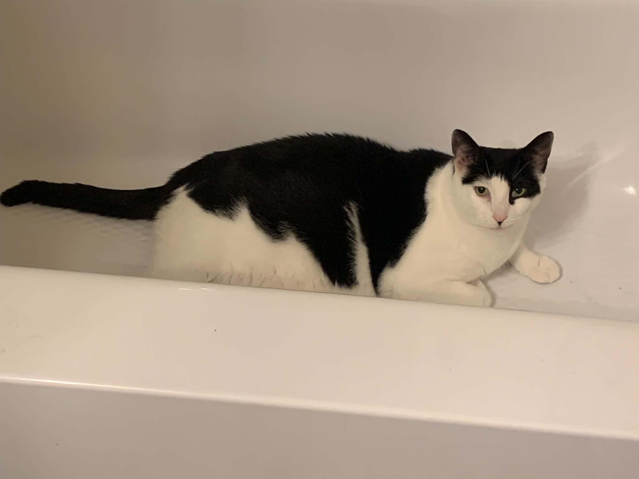 Moo, an adoptable Tuxedo in Winnipeg, MB image 1/4