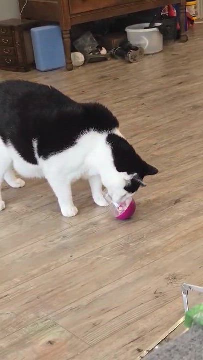 Enlarge Moo, an adoptable Tuxedo in Winnipeg, MB video 5/5