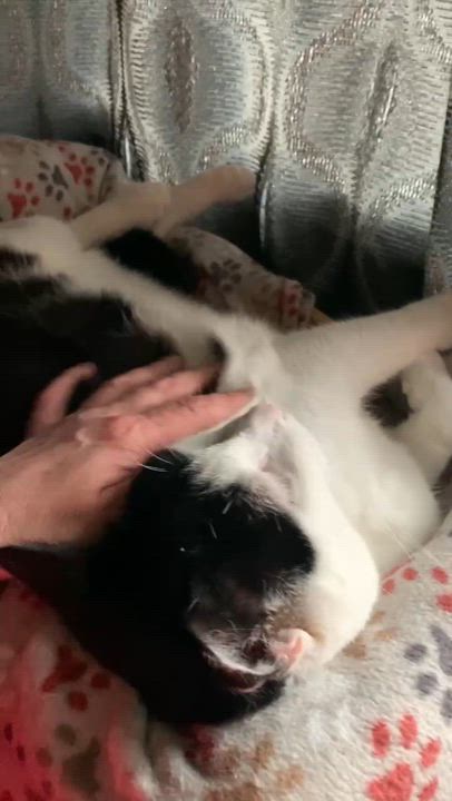 Enlarge Moo, an adoptable Tuxedo in Winnipeg, MB video 4/4