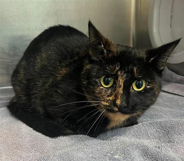 BREEZE, Adoptable, Adult Female Domestic Short Hair.