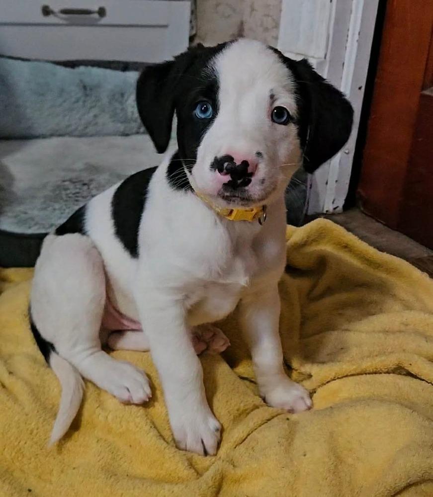 Archie, adopted, Puppy Male Collie.
