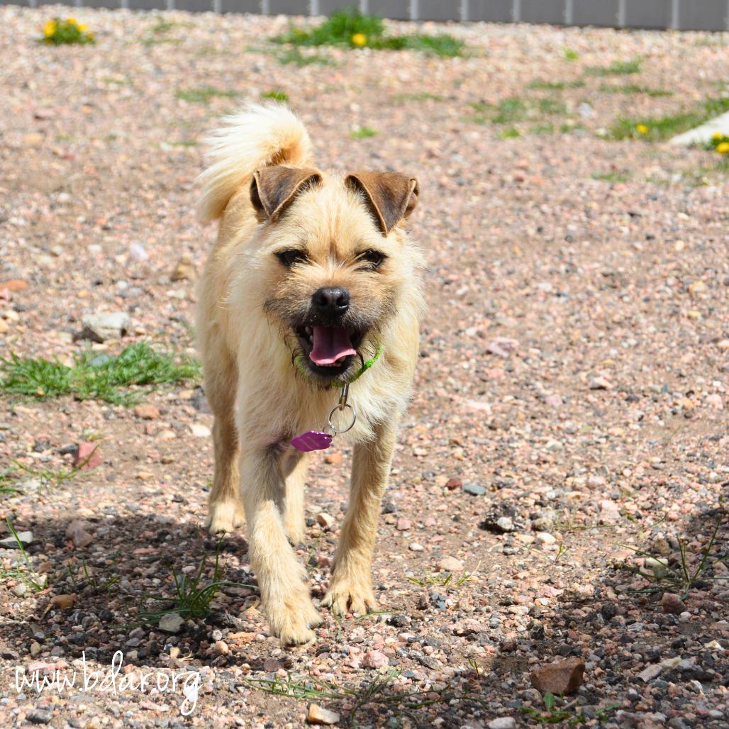 Enlarge Aaron, a Adoptable mixed breed in Cheyenne, WY image 1/3