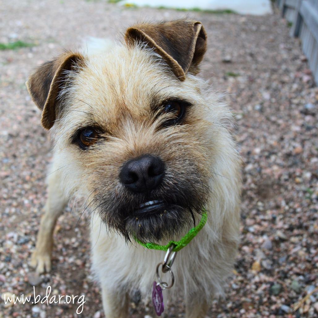 Enlarge Aaron, a Adoptable mixed breed in Cheyenne, WY image 2/3