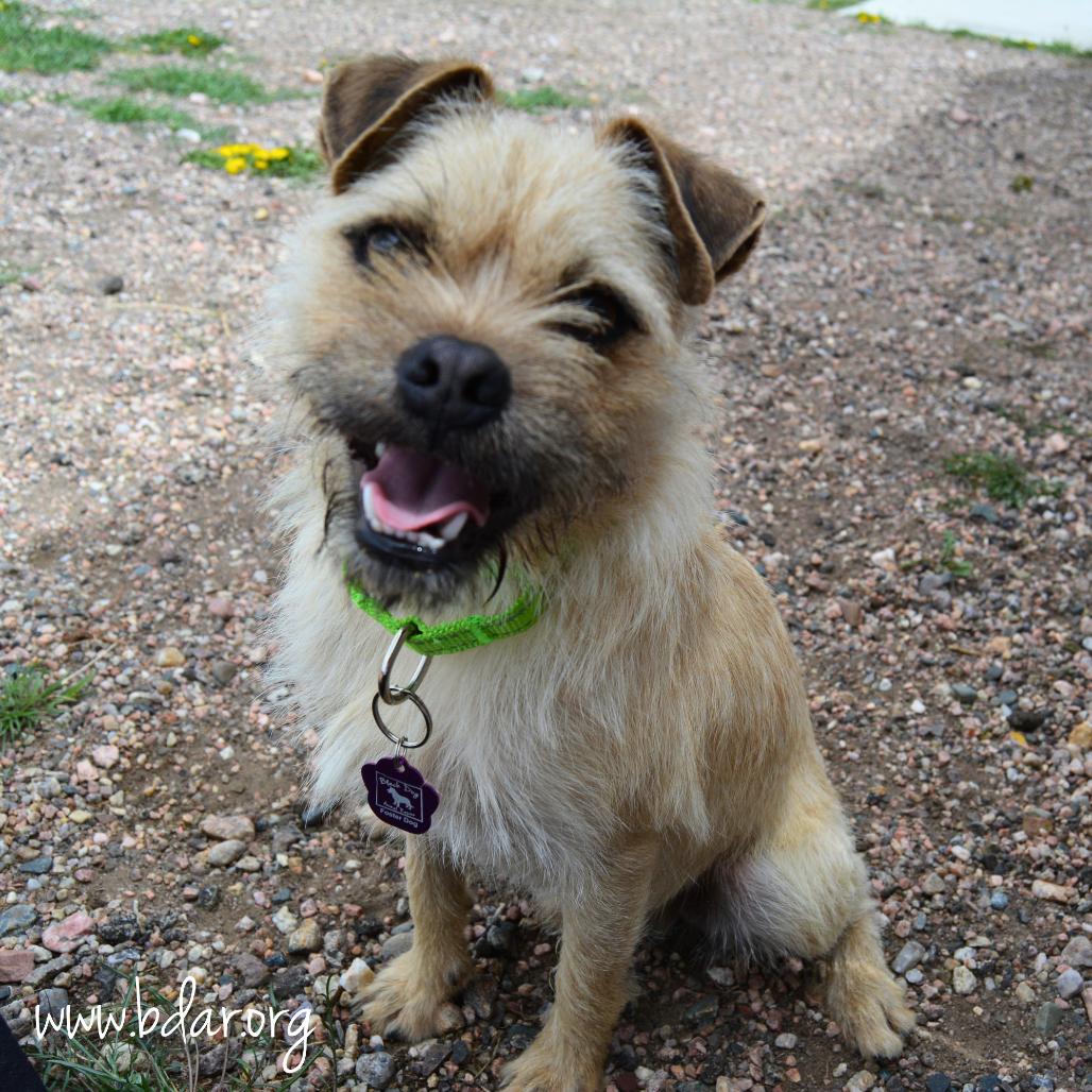 Enlarge Aaron, a Adoptable mixed breed in Cheyenne, WY image 3/3