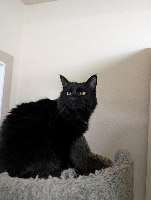 Yang, Adoptable, Young Male Domestic Medium Hair.