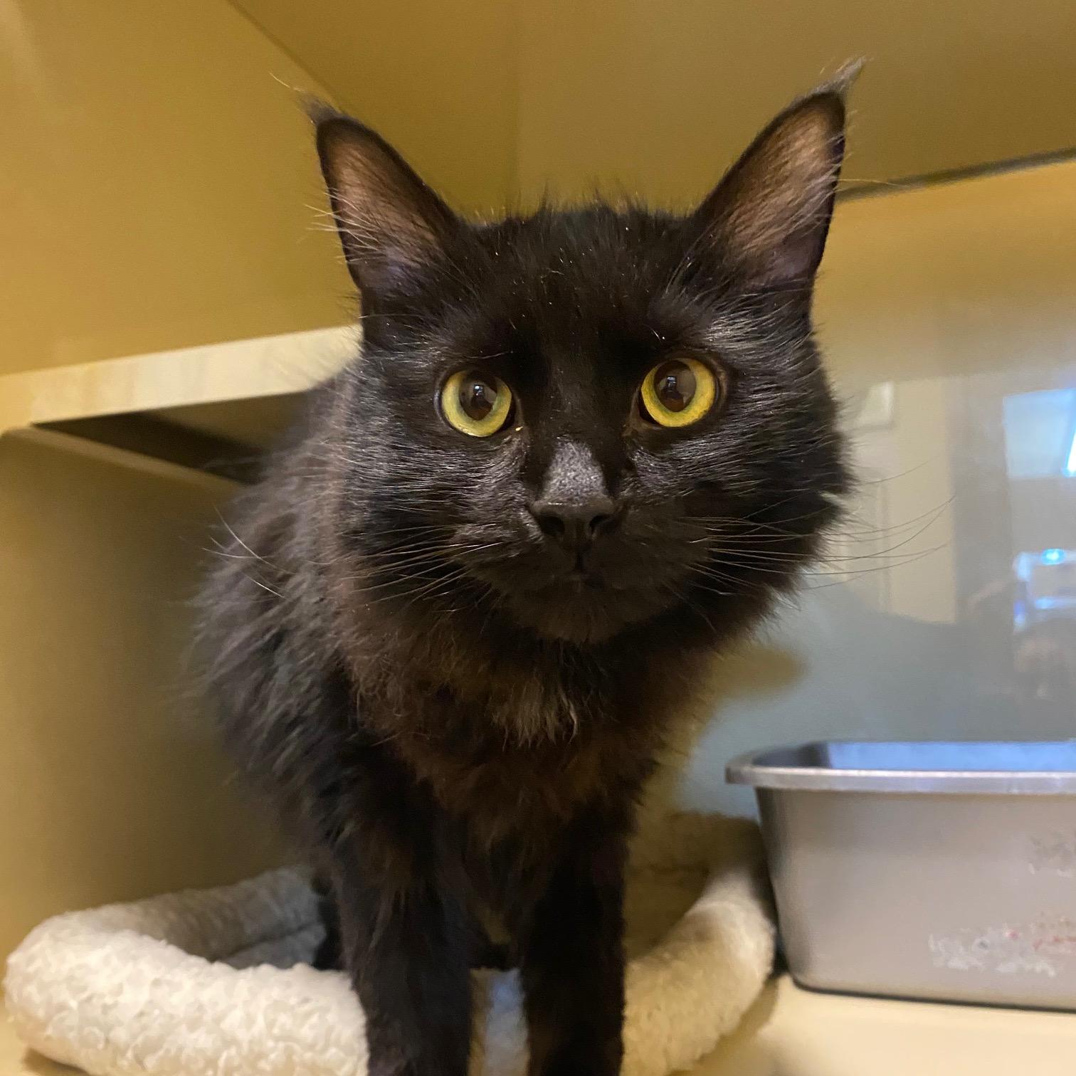 Enlarge Yang, a Adoptable Domestic Medium Hair in Portland, OR image 3/3