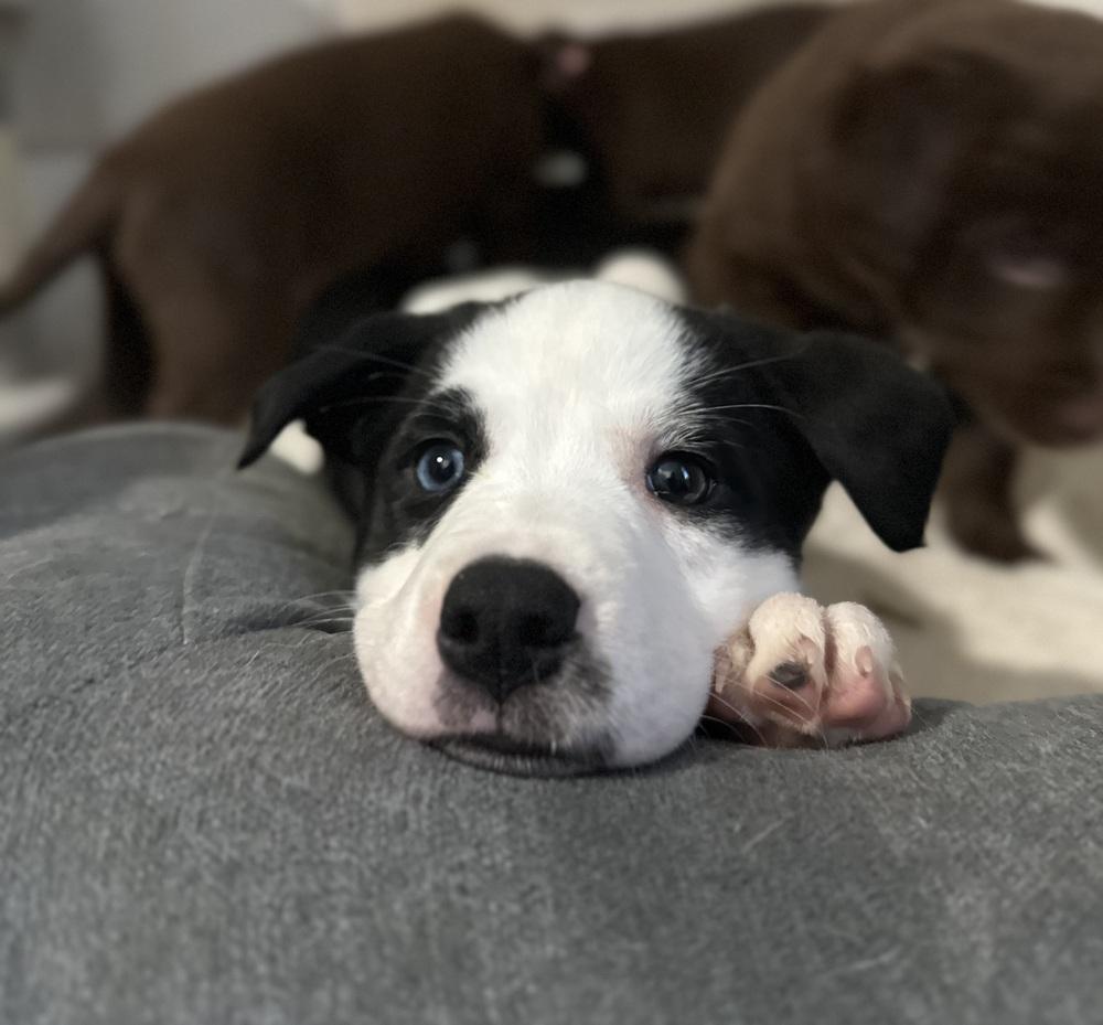 Elsie, an adopted mixed breed in China Township, MI image 6/6