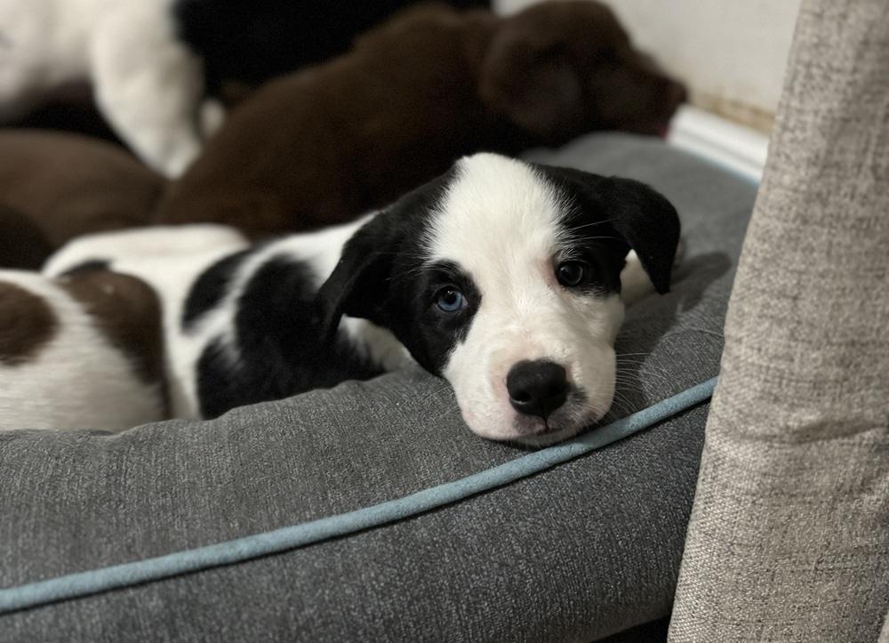 Elsie, adopted, Puppy Female Collie.