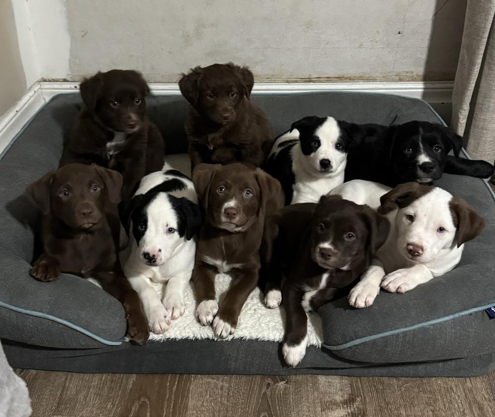 Elsie, an adopted mixed breed in China Township, MI image 5/6