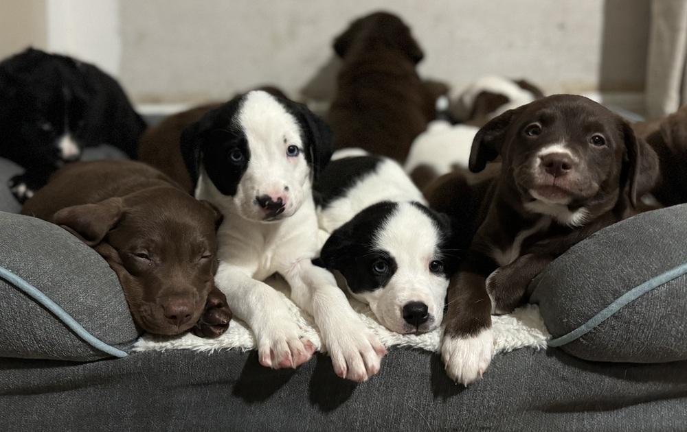 Elsie, an adopted mixed breed in China Township, MI image 3/6