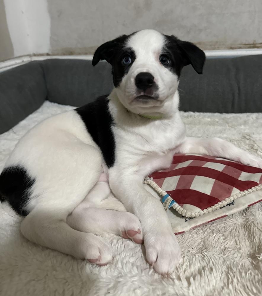 Elsie, an adopted mixed breed in China Township, MI image 2/6