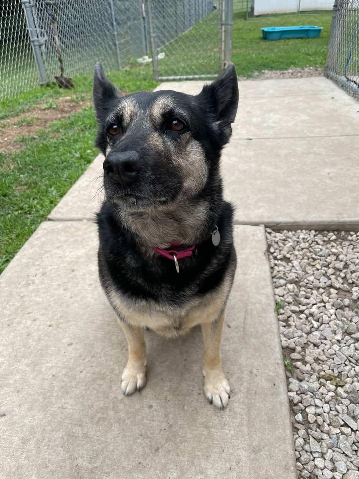 Azula, an adopted mixed breed in New Milford, CT image 2/5