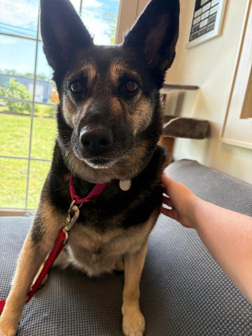 Azula, an adopted mixed breed in New Milford, CT image 4/5