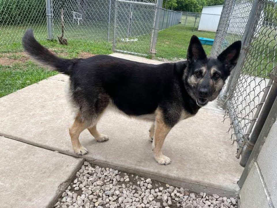 Azula, an adopted mixed breed in New Milford, CT image 5/5