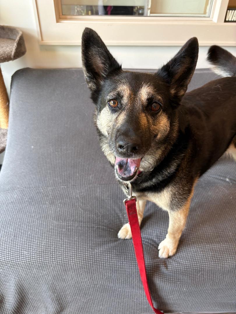 Azula, adopted, Adult Female Shepherd & Black Labrador Retriever.
