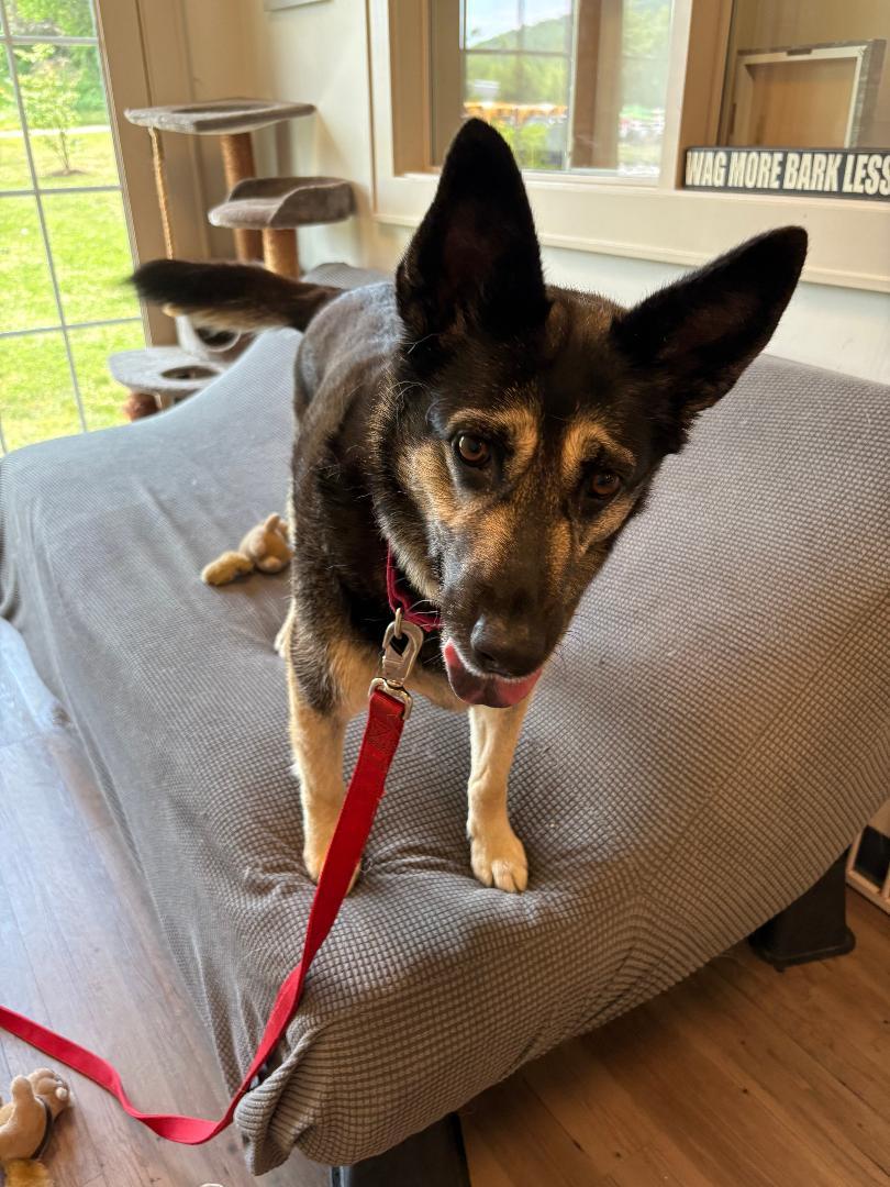 Azula, an adopted mixed breed in New Milford, CT image 3/5