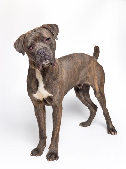 Petey — thumbnail 3