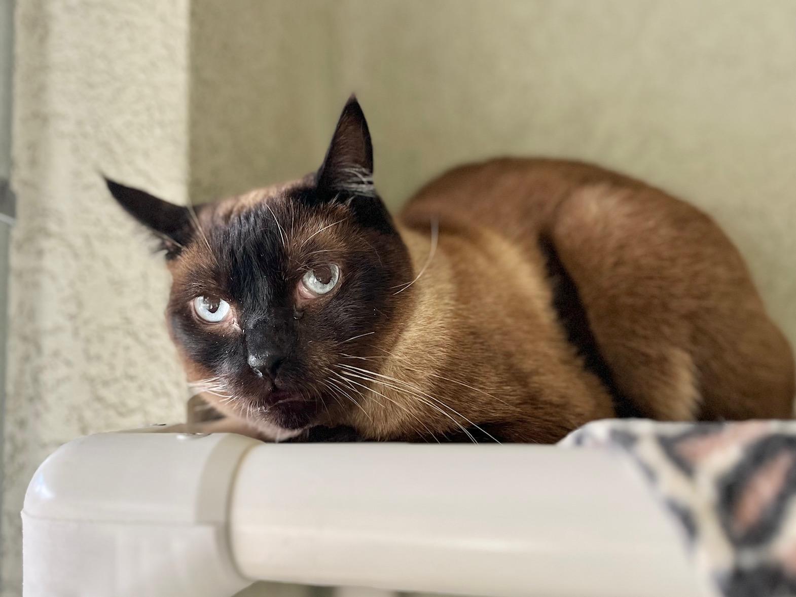 Adam, ADOPTABLE, Adult Male Domestic Short Hair.