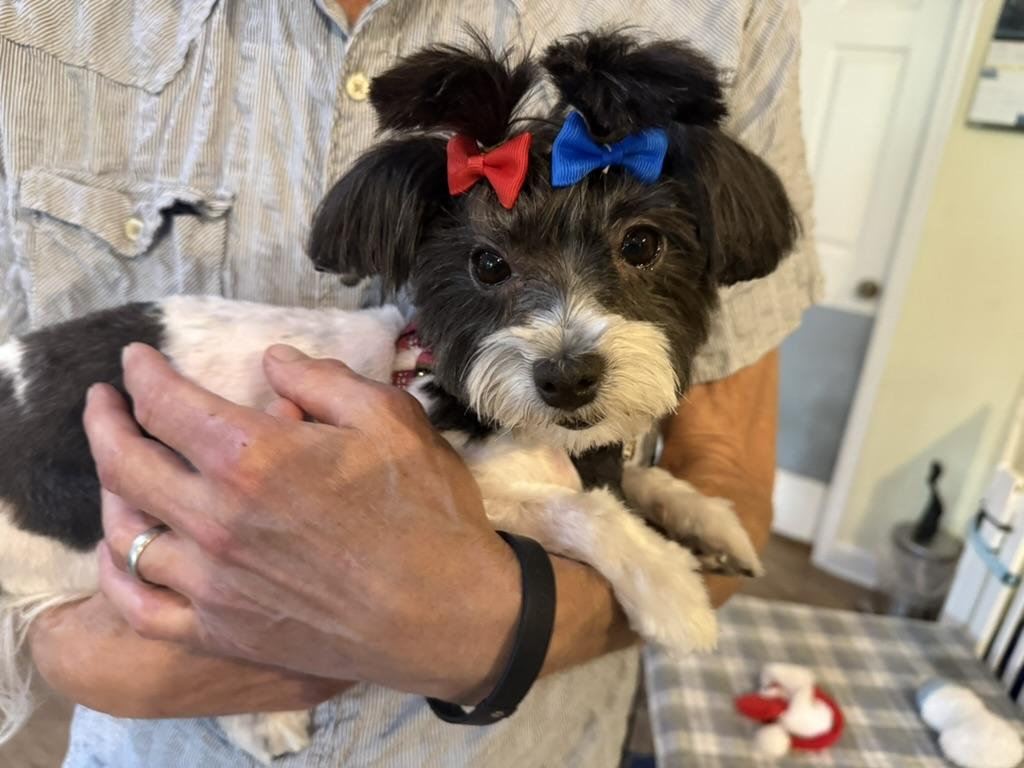 Enlarge CeCe, an adopted mixed breed in chevy chase, MD image 1/4