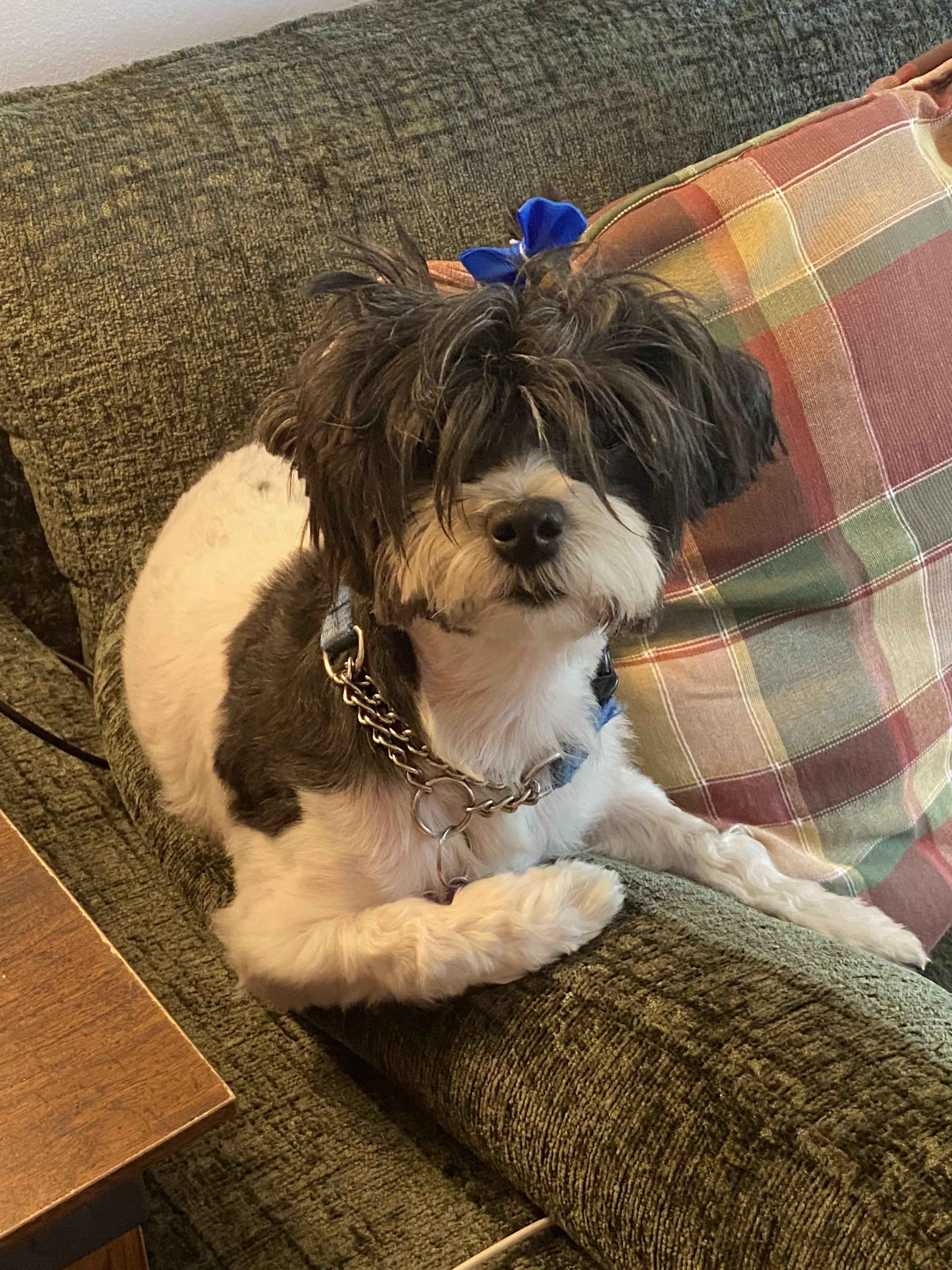 Enlarge CeCe, an adopted mixed breed in chevy chase, MD image 4/4