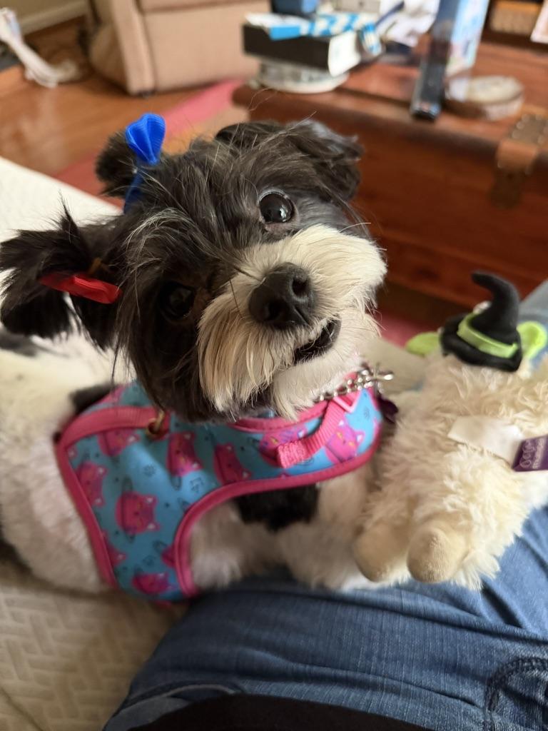 Enlarge CeCe, an adopted mixed breed in chevy chase, MD image 3/4