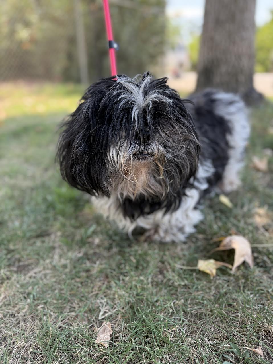Enlarge Oreo, an adopted mixed breed in Oakdale, CA image 1/1