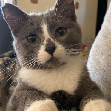 Enlarge Vinny, a Adopted Domestic Short Hair in Andover, MN image 1/6