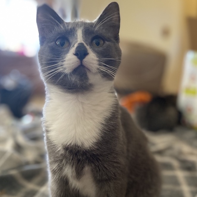 Enlarge Vinny, a Adopted Domestic Short Hair in Andover, MN image 2/6