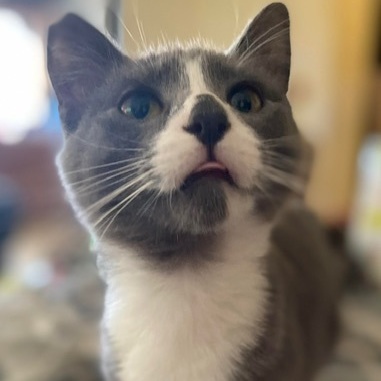 Enlarge Vinny, a Adopted Domestic Short Hair in Andover, MN image 3/6