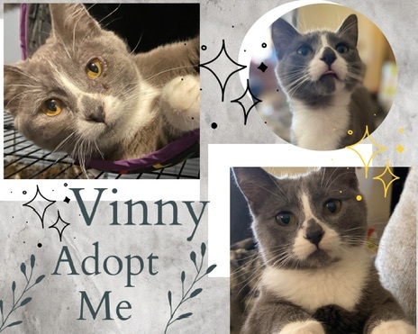 Enlarge Vinny, a Adopted Domestic Short Hair in Andover, MN image 4/6