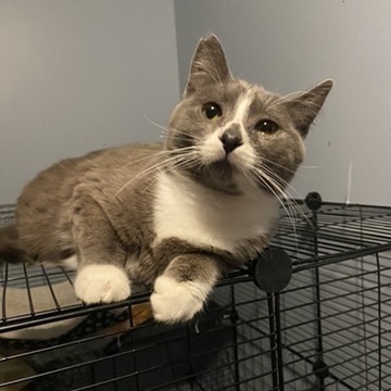 Enlarge Vinny, a Adopted Domestic Short Hair in Andover, MN image 6/6