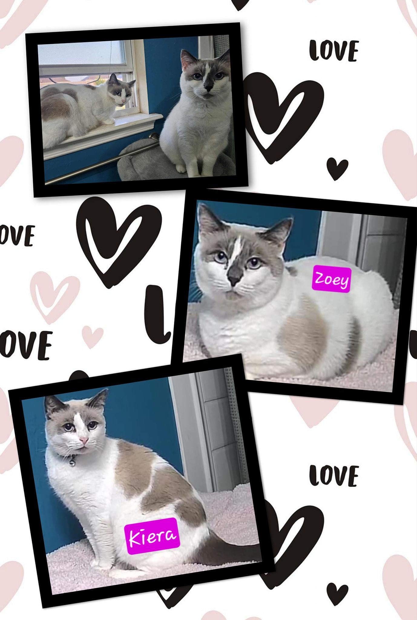 Zoey & Kiera, Adopted, Adult Female Siamese.