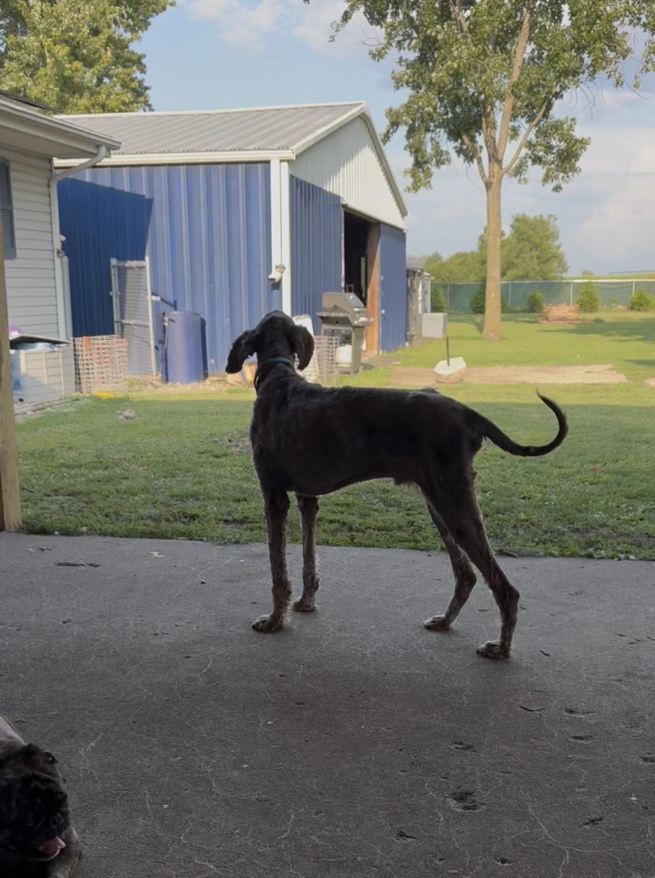 Dexter, a ADOPTABLE Labradoodle in Hindsboro, IL image 5/5