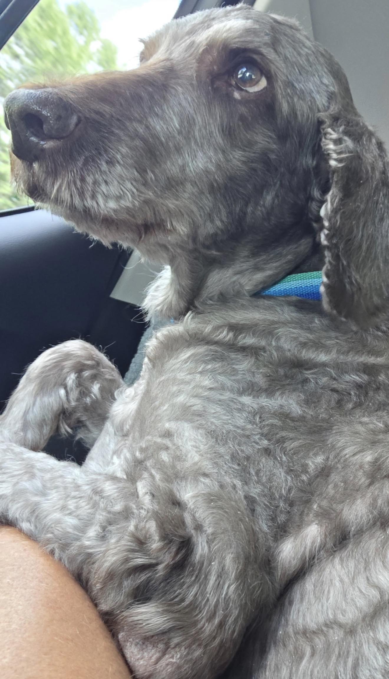 Dexter, ADOPTABLE, Senior Male Labradoodle.