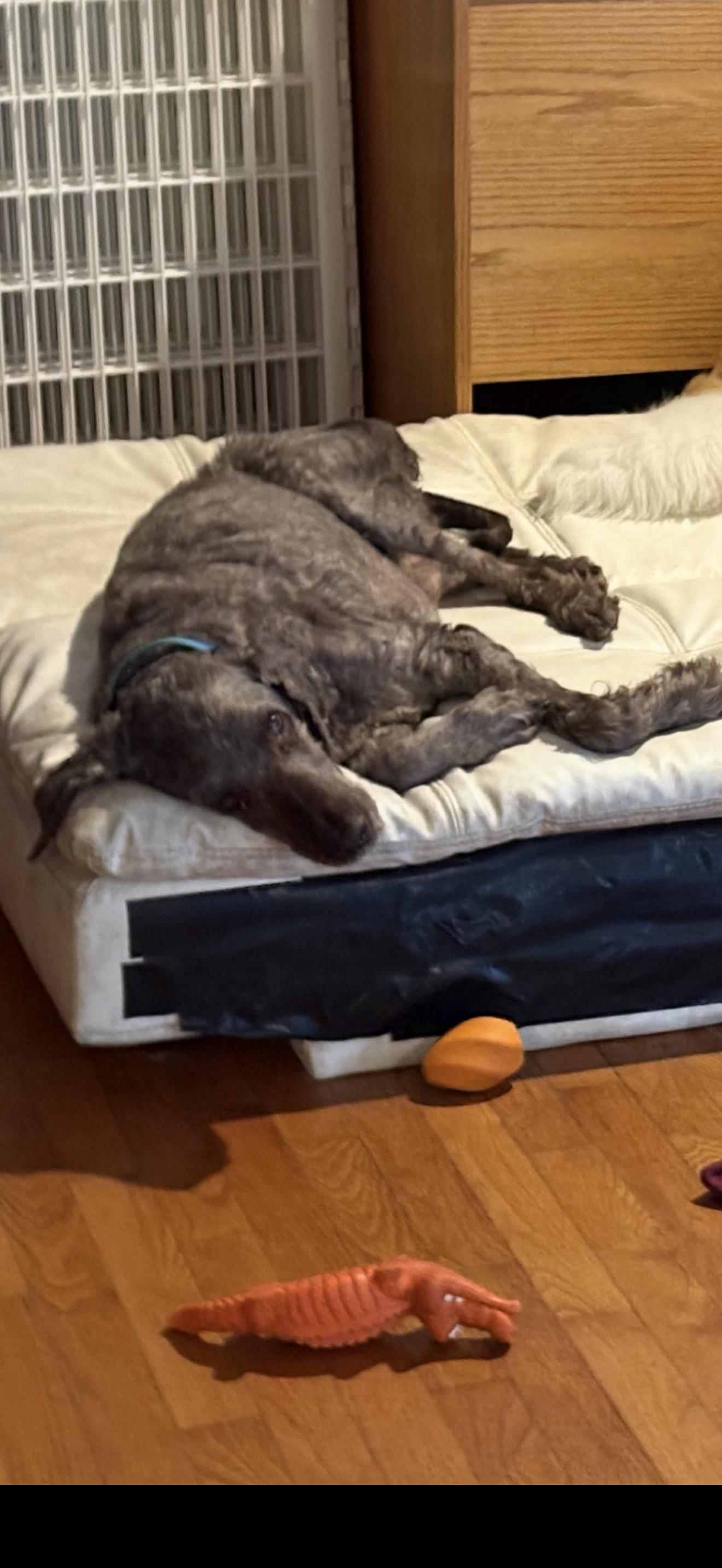 Dexter, a ADOPTABLE Labradoodle in Hindsboro, IL image 2/5