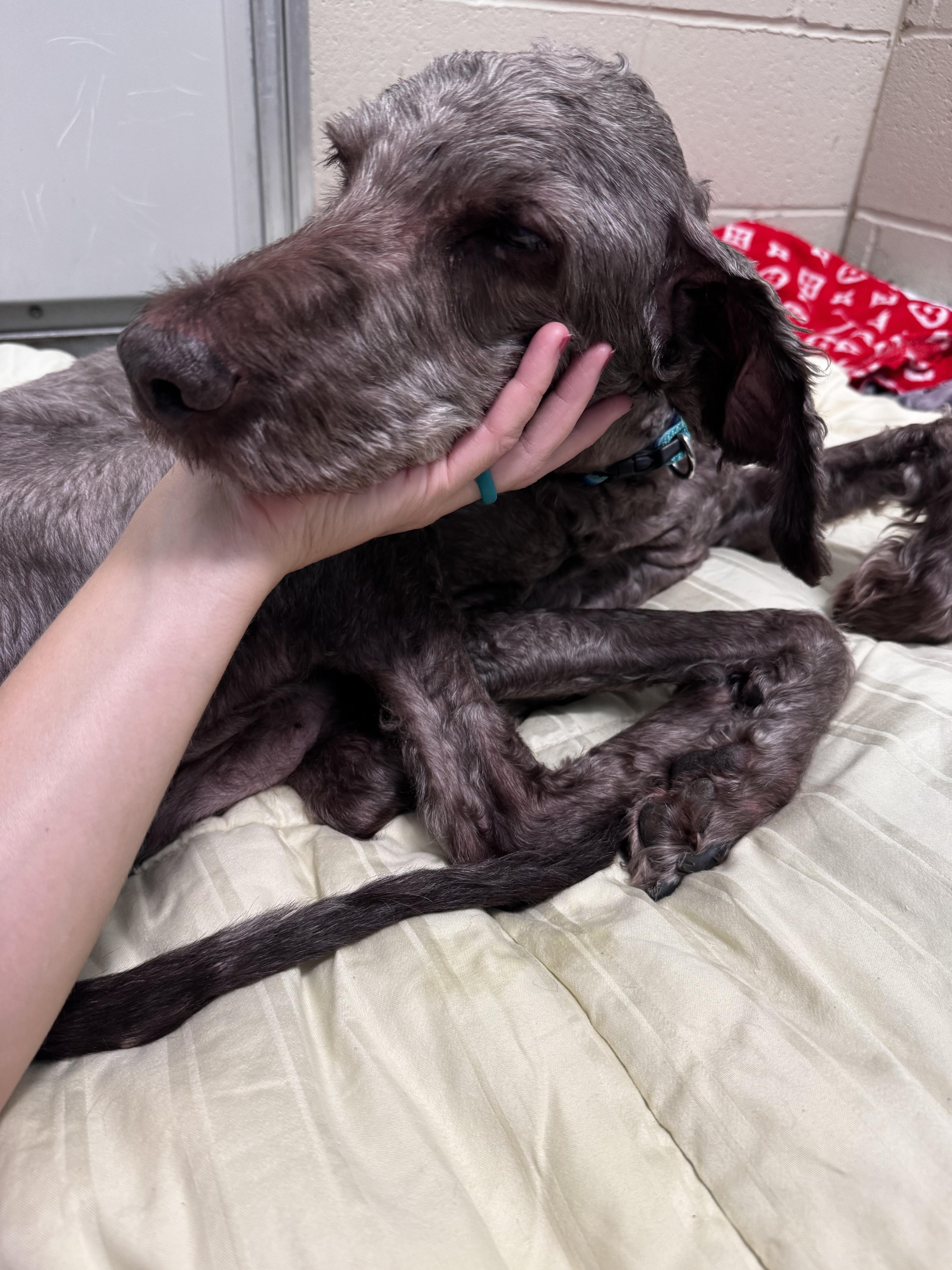 Dexter, a ADOPTABLE Labradoodle in Hindsboro, IL image 3/5