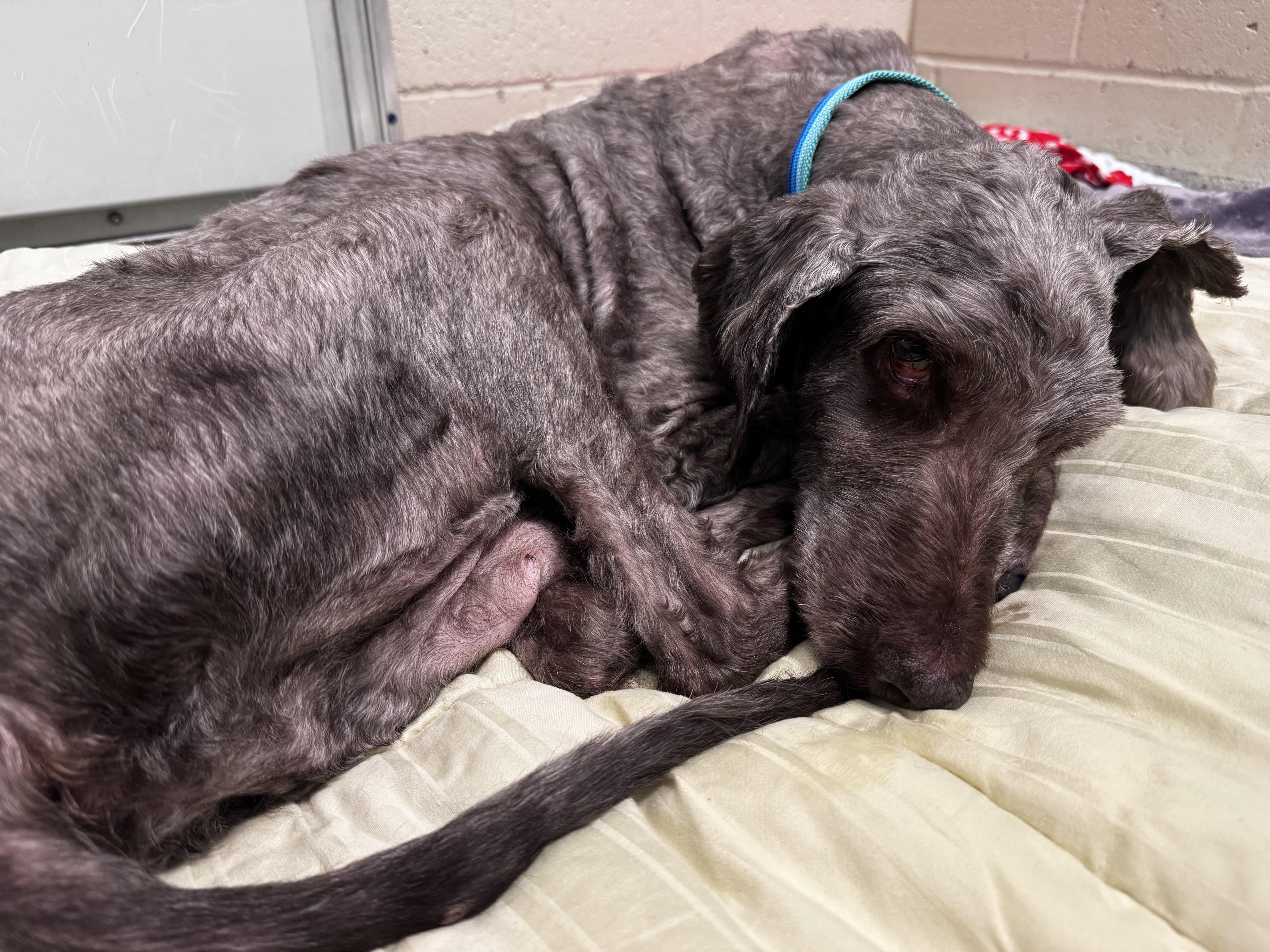Dexter, a ADOPTABLE Labradoodle in Hindsboro, IL image 4/5