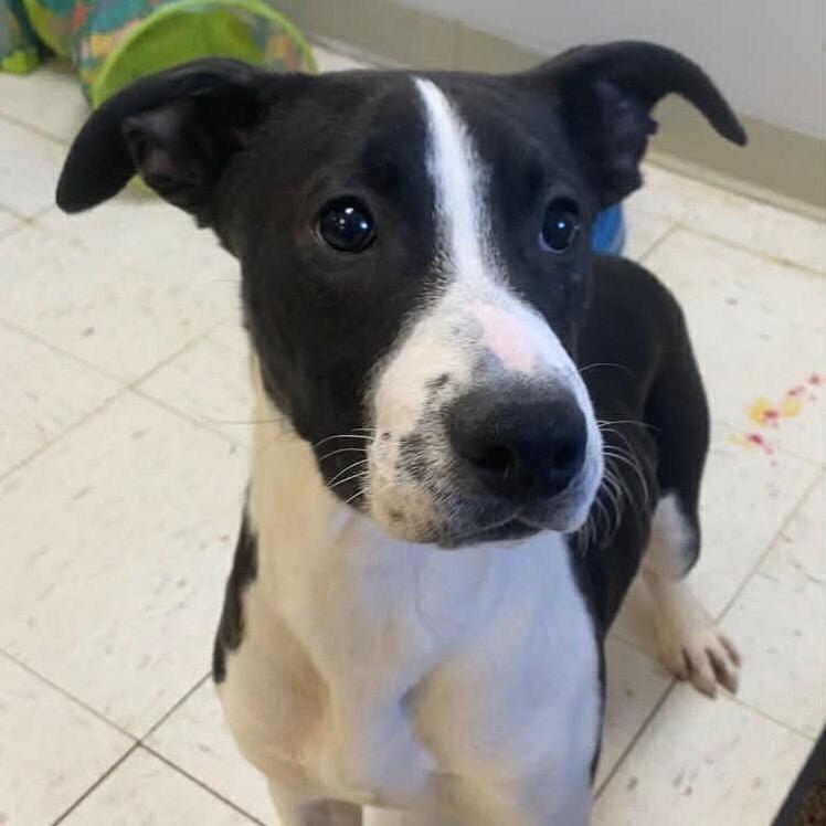Enlarge Jack, a Adoptable Pit Bull Terrier in Jacksonville, AR image 1/3