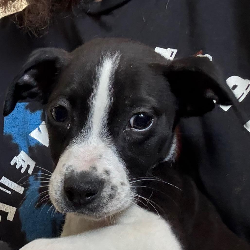 Enlarge Jack, a Adoptable Pit Bull Terrier in Jacksonville, AR image 1/1