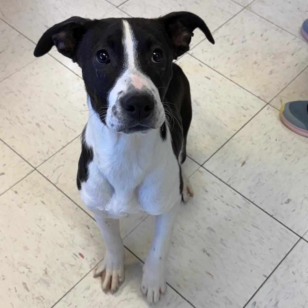 Enlarge Jack, a Adoptable Pit Bull Terrier in Jacksonville, AR image 3/3