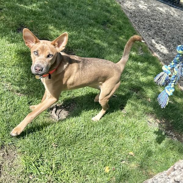 Boeing, Adoptable, Young Female Pharaoh Hound & Shepherd.