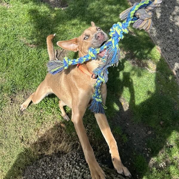 Enlarge Boeing, a Adoptable mixed breed in Oakland, CA image 2/6