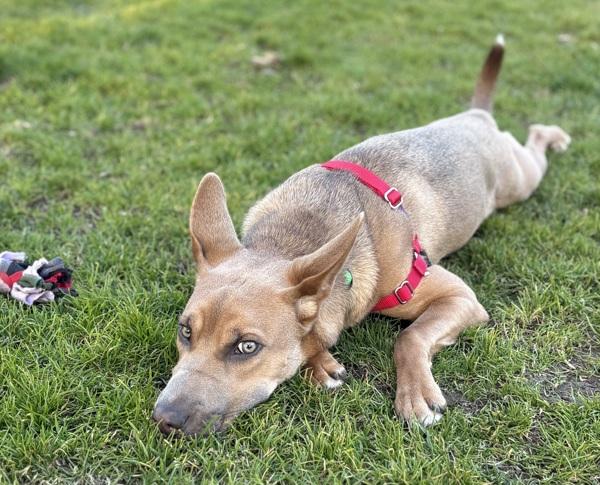 Enlarge Boeing, a Adoptable mixed breed in Oakland, CA image 3/6