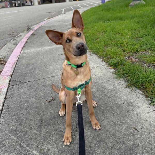 Enlarge Boeing, a Adoptable mixed breed in Oakland, CA image 4/6