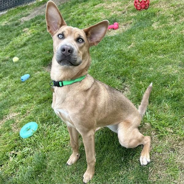 Enlarge Boeing, a Adoptable mixed breed in Oakland, CA image 5/6